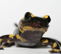 photo for Wildlife Disease Pathogen in Europe Threatens Salamanders in the U.S.